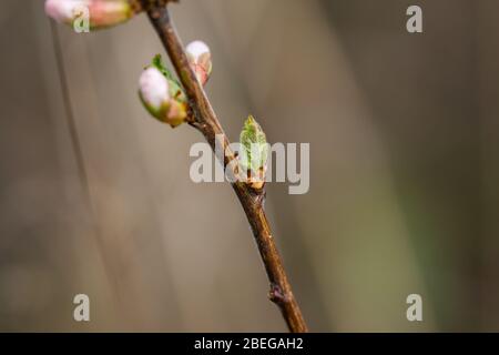 Nanking Cherry foglie germogliate a Springtime Foto Stock
