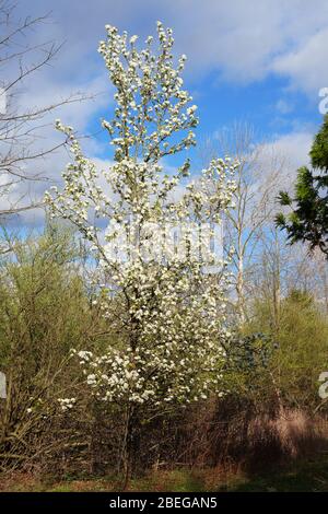 Vista di un albero di Pera (Pyrus calleryana) con fiori bianchi in primavera Foto Stock