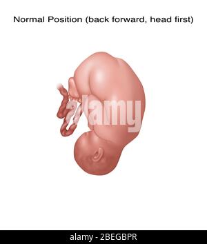 Feto in posizione normale, figura Foto Stock