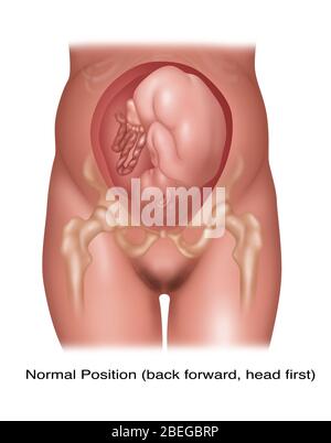 Feto in posizione normale, figura Foto Stock