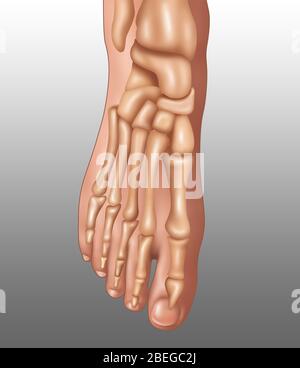 Piedi ossa, illustrazione Foto Stock