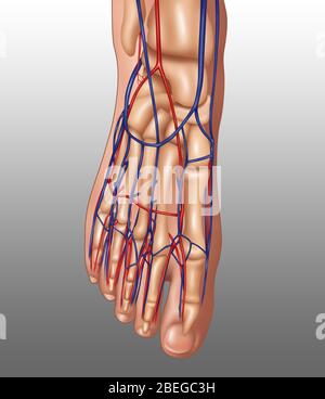 Anatomia del piede, illustrazione Foto Stock