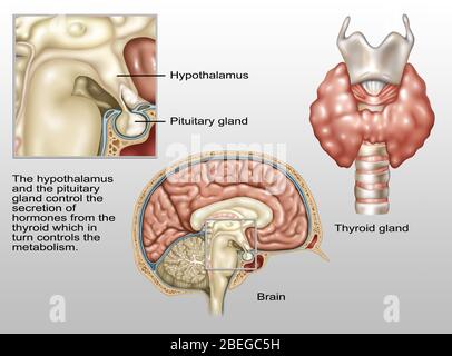 Ipotalamo, illustrazione Foto Stock