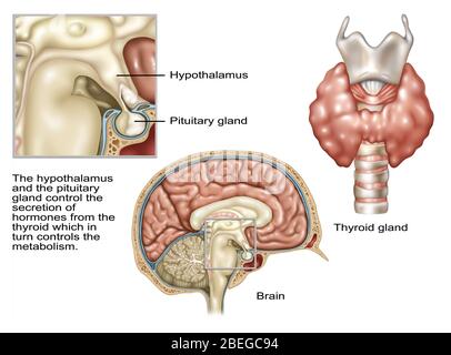 Ipotalamo, illustrazione Foto Stock