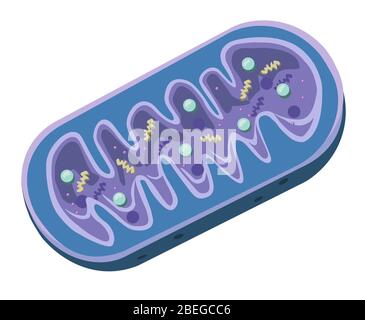 Mitocondri, illustrazione Foto Stock