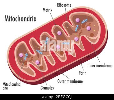 Mitocondri, illustrazione, etichettato Foto Stock