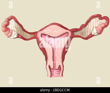 Illustrazione dell'utero. Foto Stock