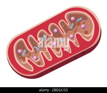 Mitocondri, illustrazione Foto Stock