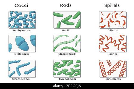 Forme di batteri, illustrazione Foto Stock