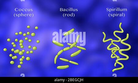 Forme di batteri, illustrazione Foto Stock