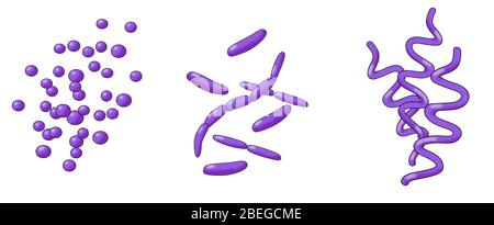 Forme di batteri, illustrazione Foto Stock