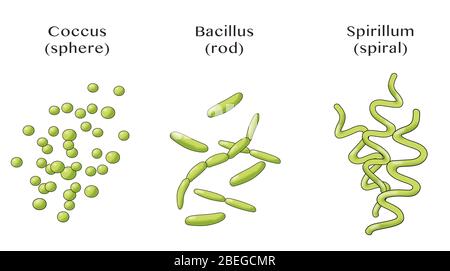 Forme di batteri, illustrazione Foto Stock