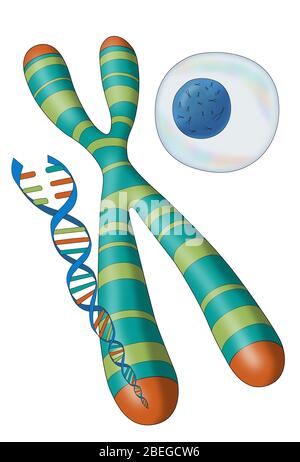 Telomero, cromosoma, DNA e cellule, illustrazione Foto Stock