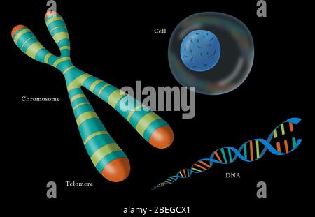 Telomero, cromosoma, DNA e cellule, illustrazione Foto Stock