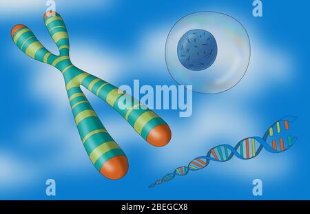 Telomero, cromosoma, DNA e cellule, illustrazione Foto Stock