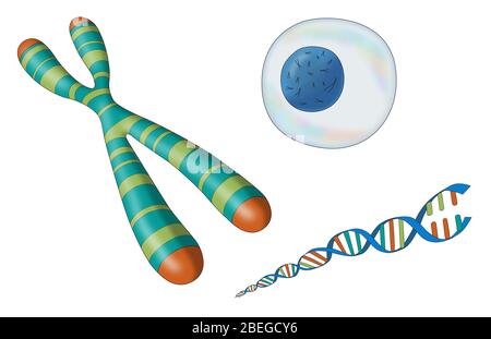 Telomero, cromosoma, DNA e cellule, illustrazione Foto Stock