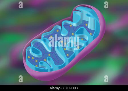 Mitocondrio, illustrazione Foto Stock
