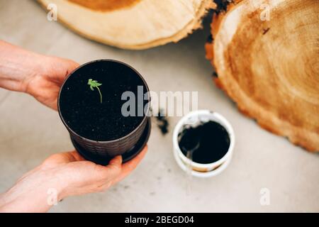 Trapianto di cannabis per bambini da piccolo vaso a quello più grande. Mani che tiene Cannabis nel Pot Foto Stock