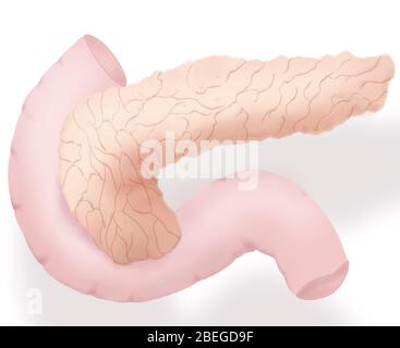 Illustrazione del pancreas Foto Stock