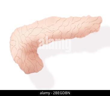 Illustrazione del pancreas Foto Stock