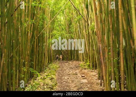 Due escursionisti sul sentiero Pipiwai nel Parco Nazionale di Haleakala Foto Stock