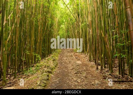 Sentiero attraverso la foresta di bambù del Parco Nazionale Haleakala Foto Stock