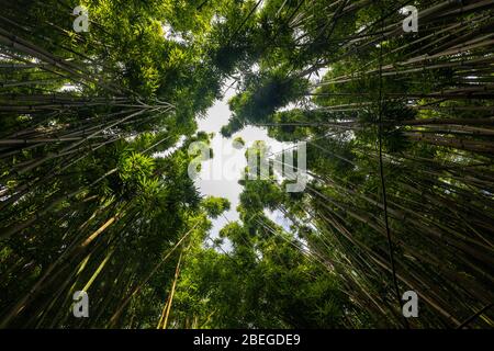 Guardando il baldacchino di alberi di bambù sul Pipiwai Trail Foto Stock