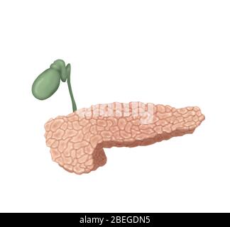 Pancreas e gallbladder Foto Stock