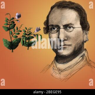 Gregor Mendel, padre della genetica Foto Stock