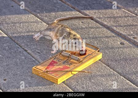 Un Pack Rat nativo dell'Arizona catturato in una trappola di Rat di marca Victor. Solo per uso editoriale. Foto Stock