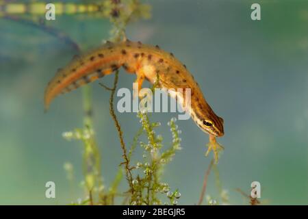 Liscio Newt - Lissotriton vulgaris o Triturus vulgaris catturato sotto l'acqua nella piccola laguna, piccolo animale anfibio in acqua. Foto Stock
