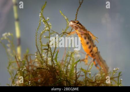 Liscio Newt - Lissotriton vulgaris o Triturus vulgaris catturato sotto l'acqua nella piccola laguna, piccolo animale anfibio in acqua. Foto Stock