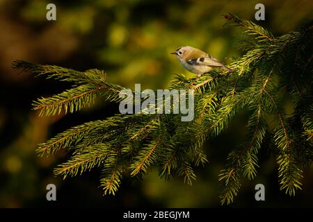 Goldcrest - Regulus regulus seduta sul ramo di abete rosso molto piccolo uccello passerine nella famiglia kinglet. Il suo colorato golden crest piume Foto Stock