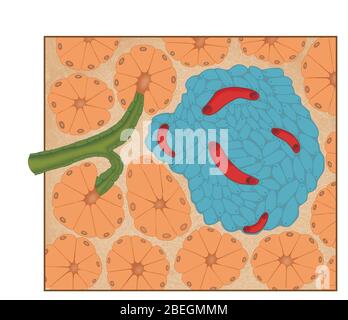 Sistemi digestivi ed endocrini, isolotti pancreatici Foto Stock