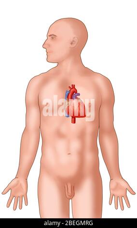 Posizione anatomica del cuore Foto Stock