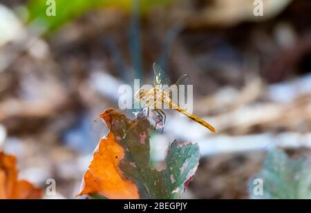 Dragonfly a strisce Meadowhawk (Sympetrum pallipes) arroccato sulla vegetazione nel Colorado settentrionale Foto Stock