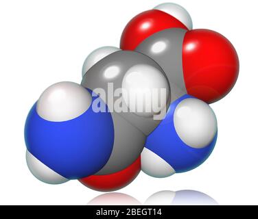 Asparagina Foto Stock