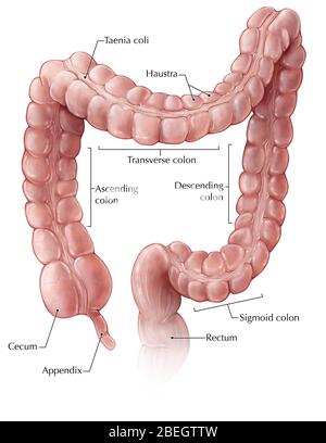 Intestino crasso Foto Stock