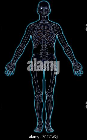 Sistema scheletrico Foto Stock
