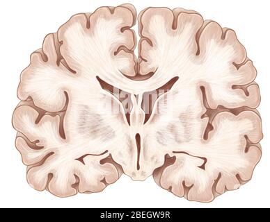 Cervello, sezione coronale Foto Stock