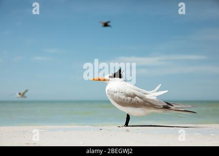 Una sola terna reale con piume volanti sul mare della Florida Foto Stock