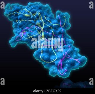 Modello molecolare della gonadotropina corionica umana Foto Stock