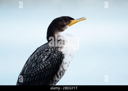 Vista dall'alto di un uccello cormorano a doppia crestata a Seattle, Washington Foto Stock