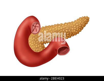 Pancreas e intestino tenue Foto Stock