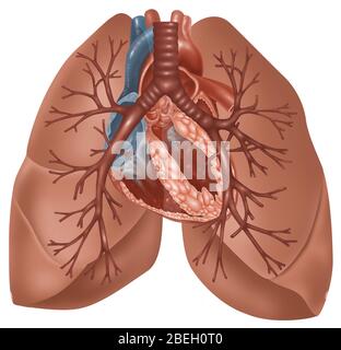 Cuore e polmoni Foto Stock