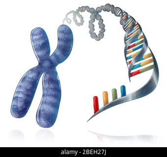 Cromosoma e DNA, illustrazione Foto Stock