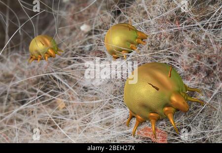 Acari di polvere, illustrazione Foto Stock