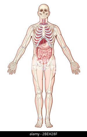 Sistemi per organi, illustrazione Foto Stock