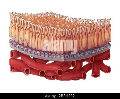 Macula della Retina, illustrazione Foto Stock