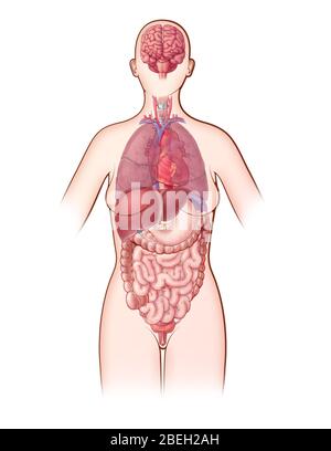 Sistemi per organi, illustrazione Foto Stock